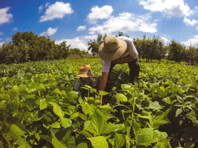 Imagem da notícia Oportunidade para Agricultura Familiar: Prefeitura de Figueirão realiza chamada pública para compra de alimentos